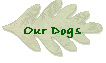 Our Dogs